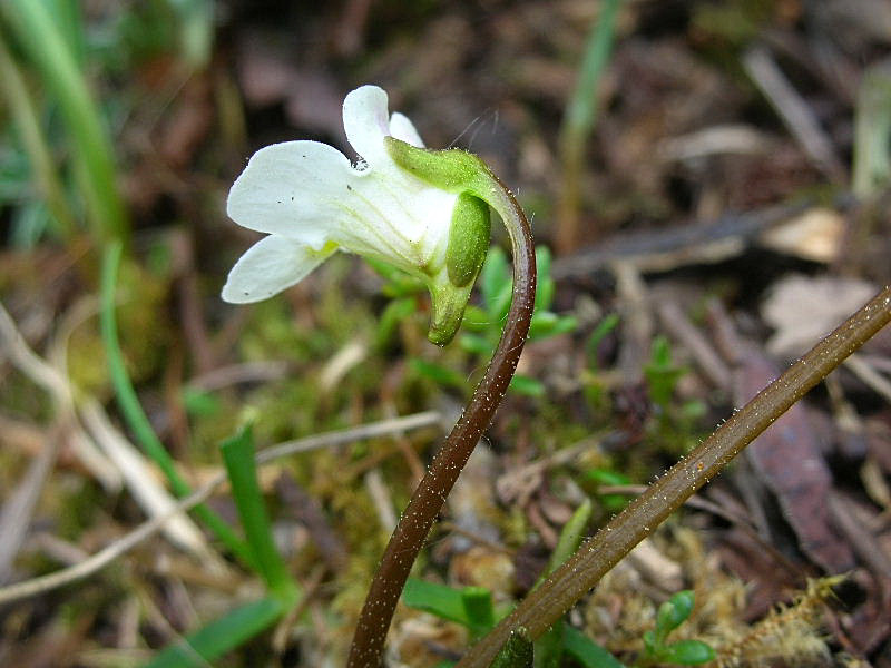 Pinguicula alpina / Erba unta bianca